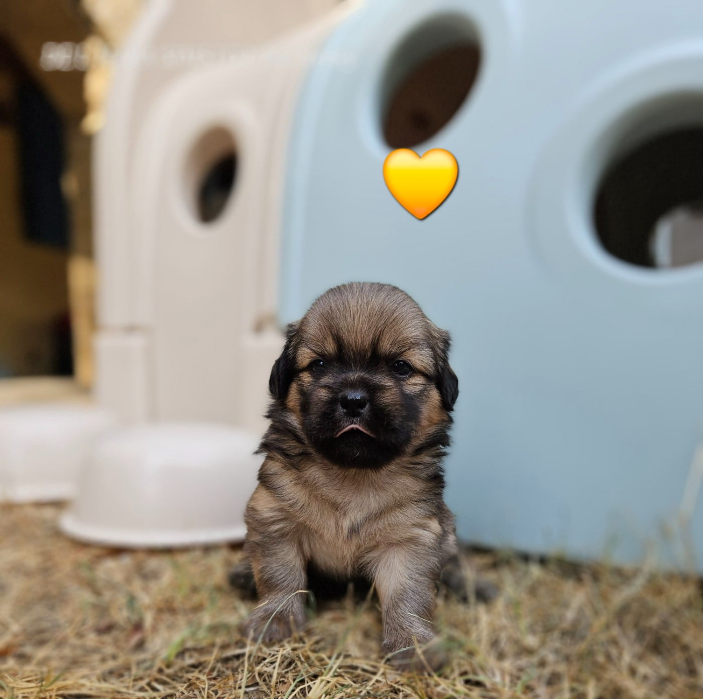 Chiot N°1