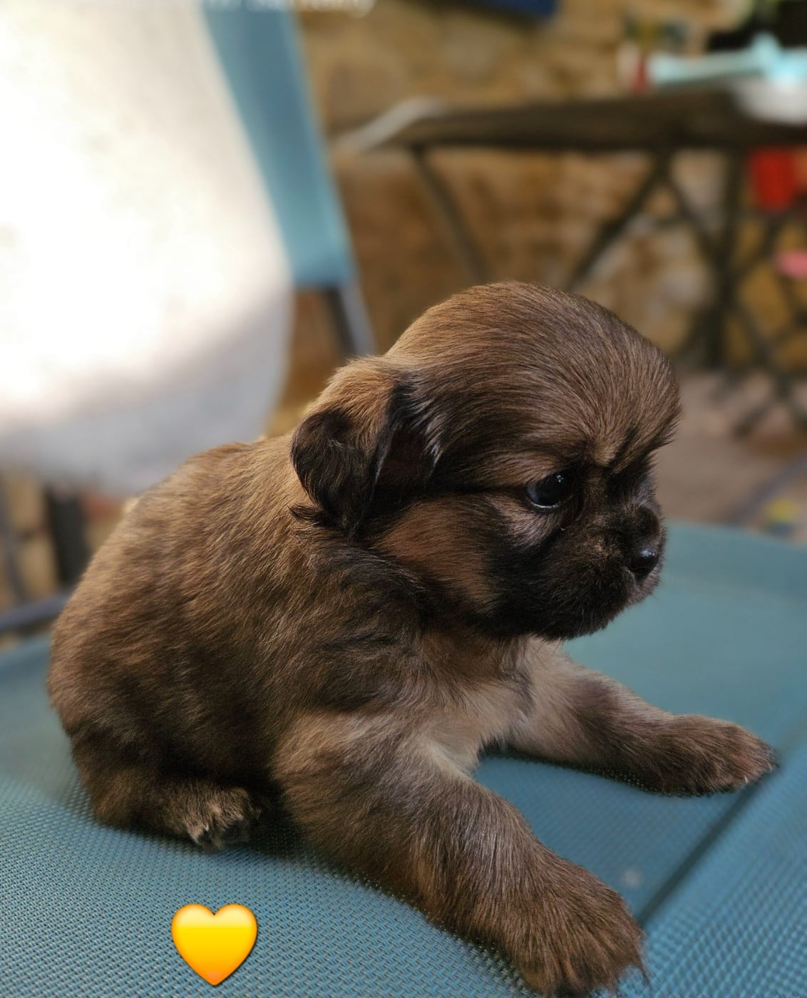 Chiot N°1