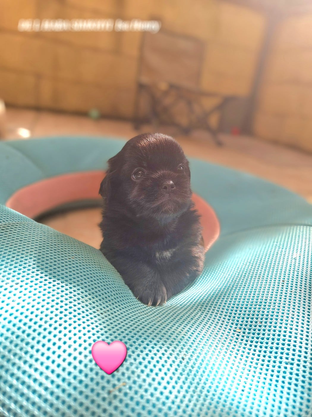 BONITA
