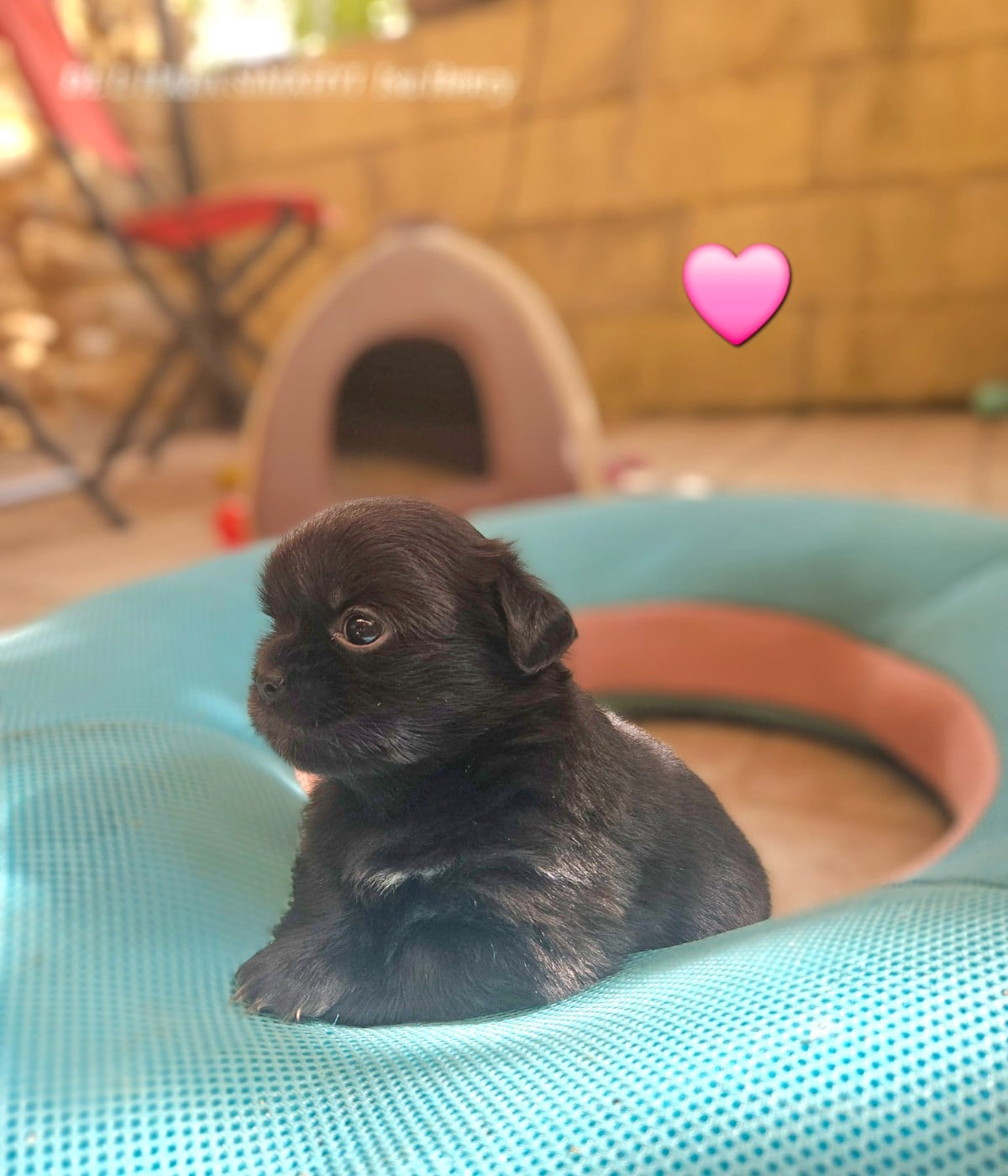 BONITA