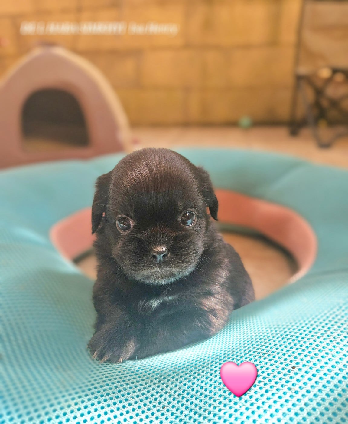 BONITA