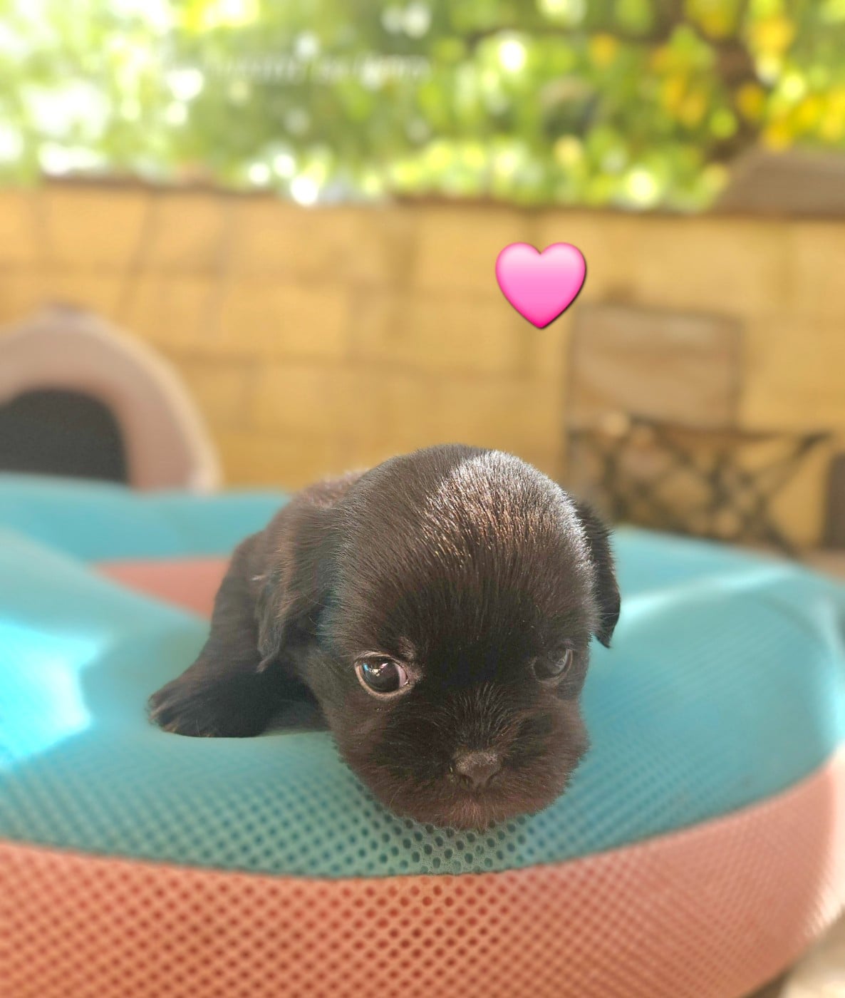 BONITA