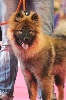 Hilo midori Of Yama No Inu - Meilleure Puppy de race, très prometeur