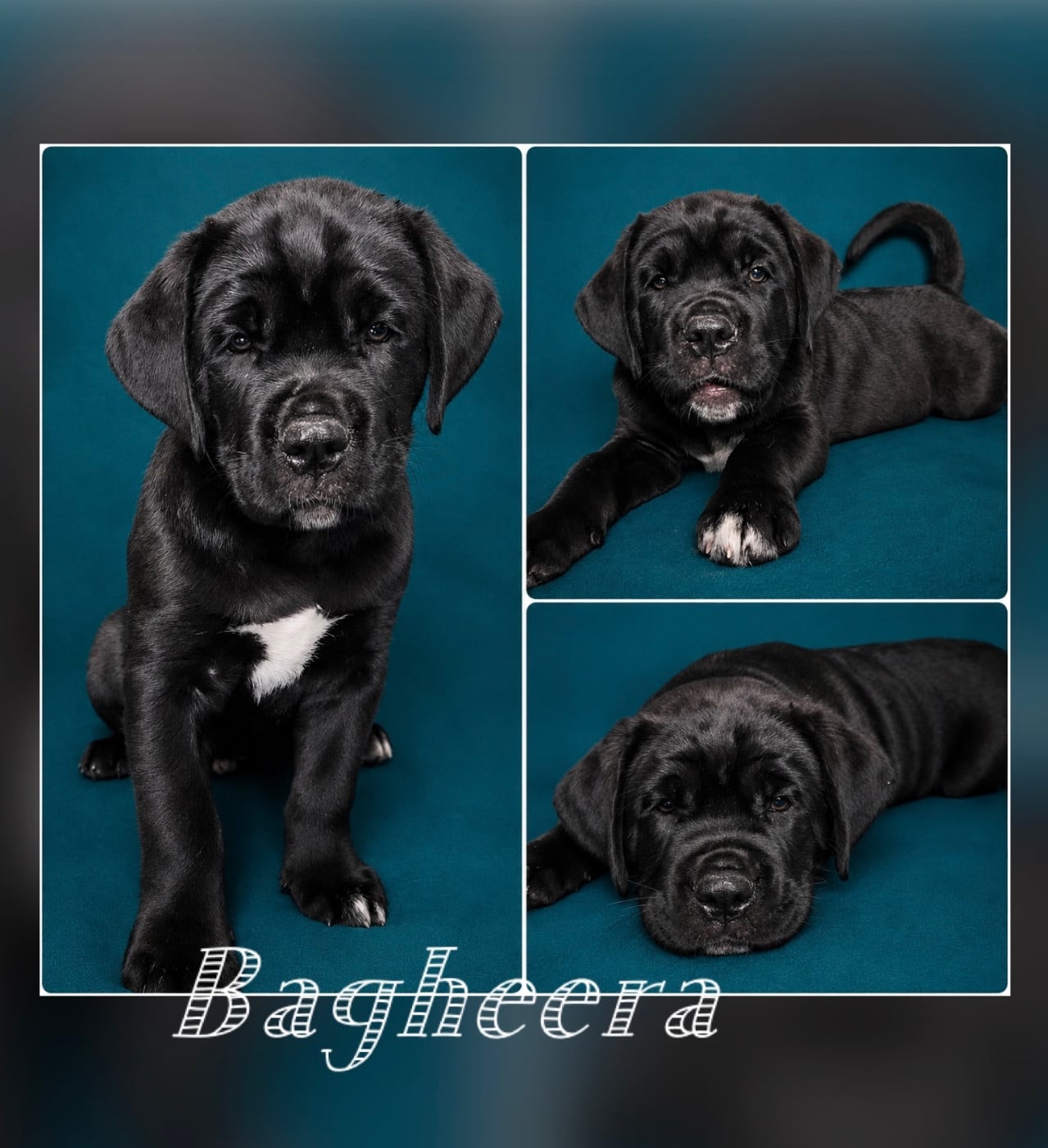 Bagheera