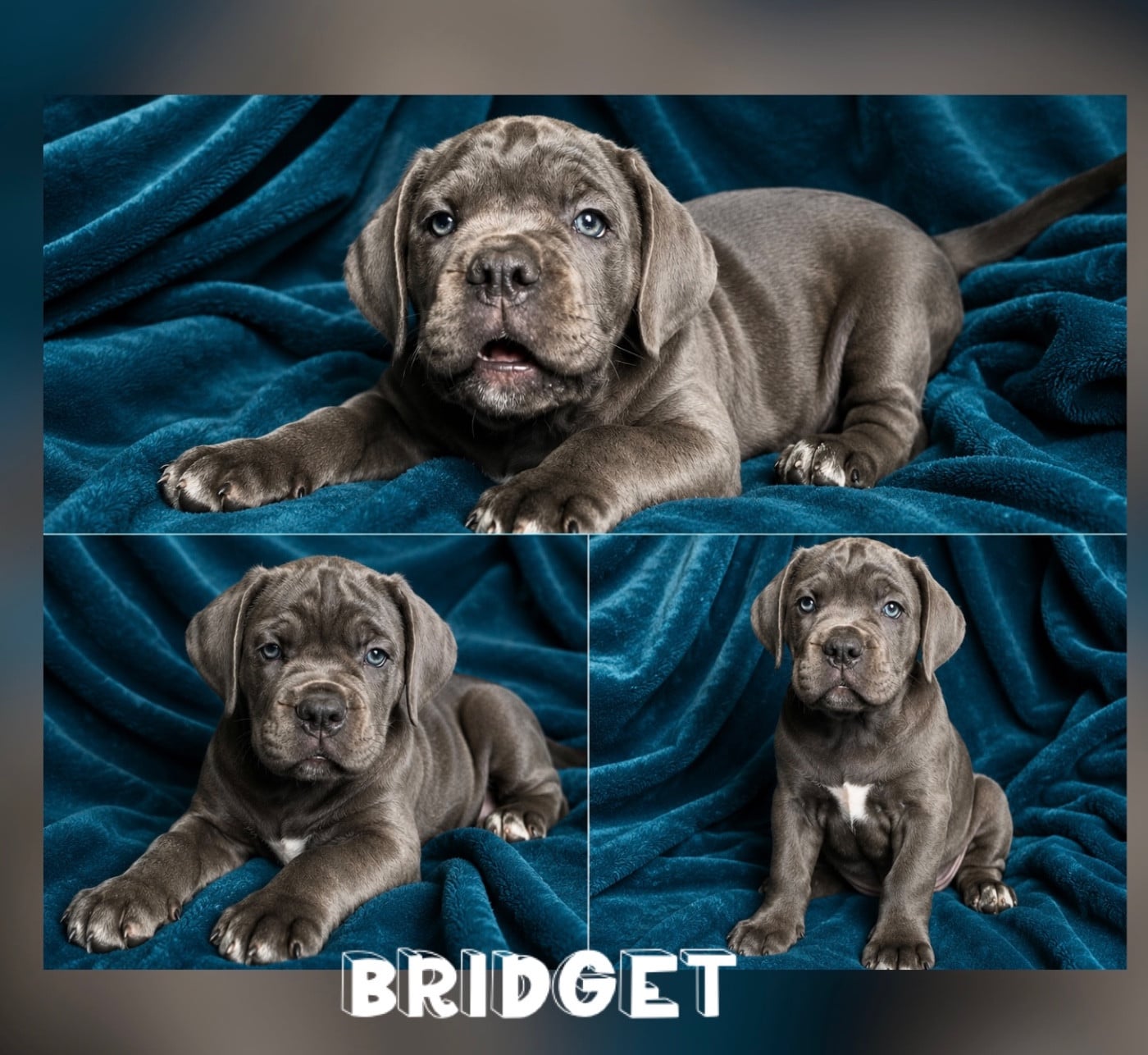 Bridget