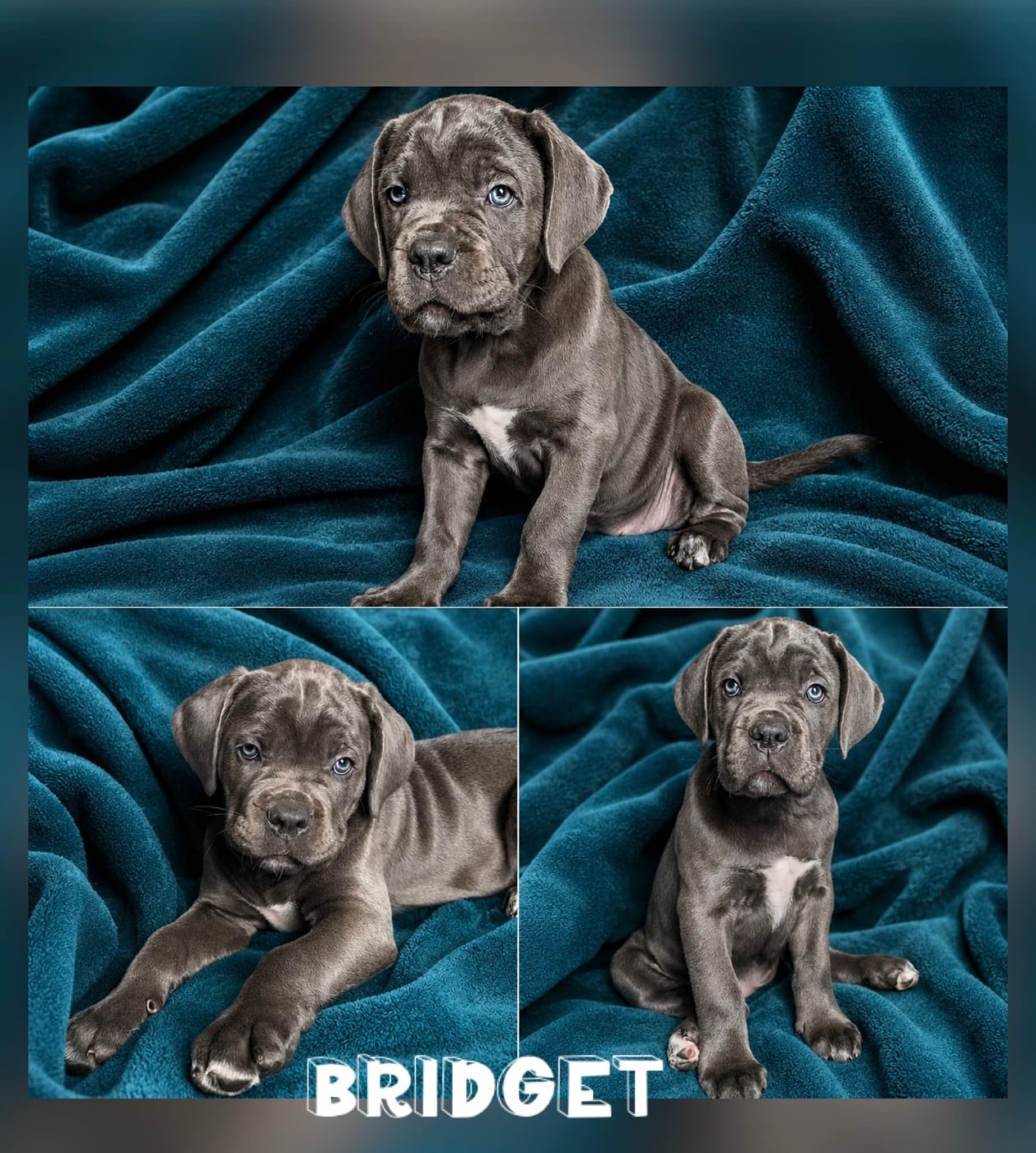 Bridget