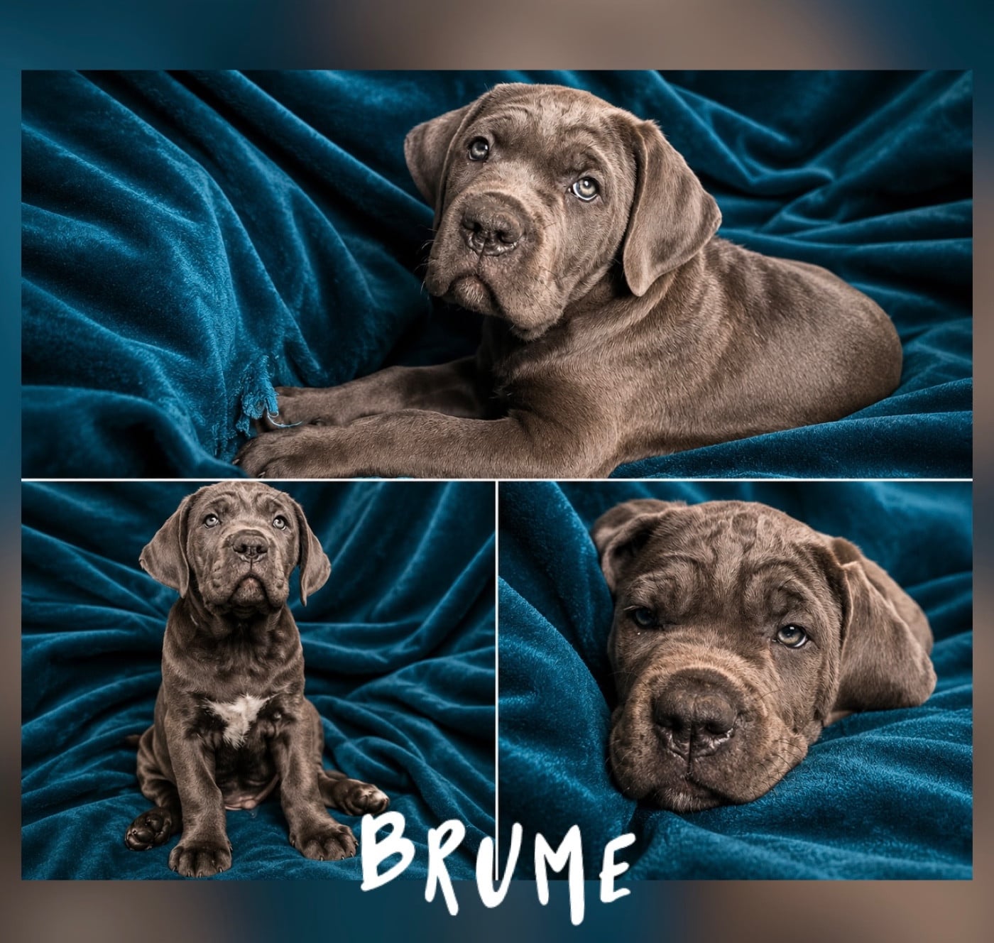 Brume d hiver