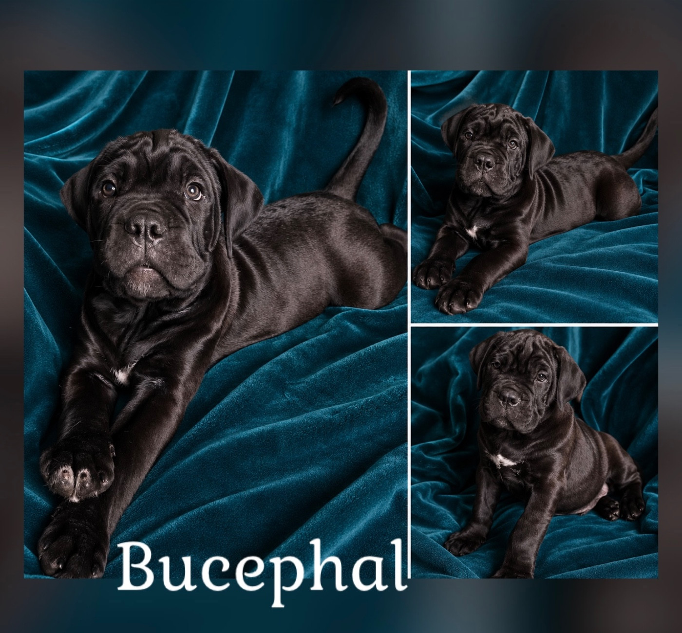 Bucephal
