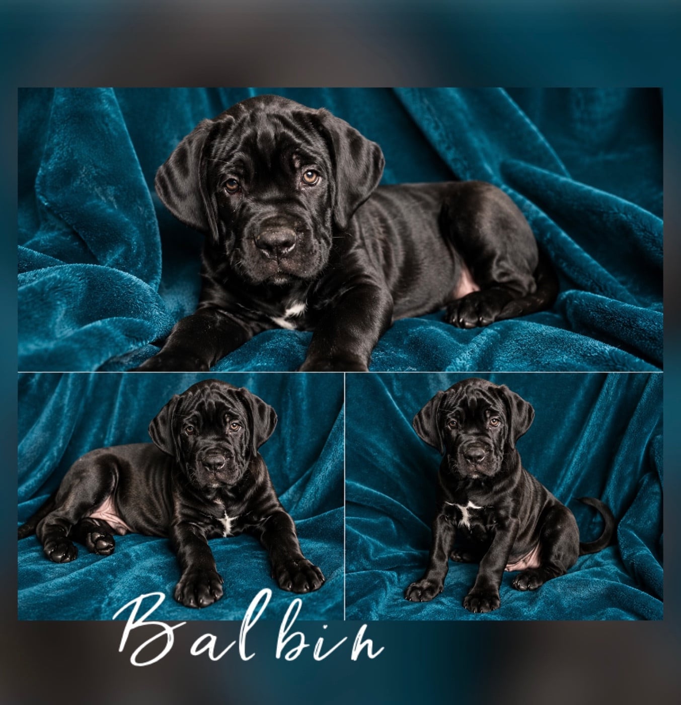 Balbinus Cæsar dit Balbin