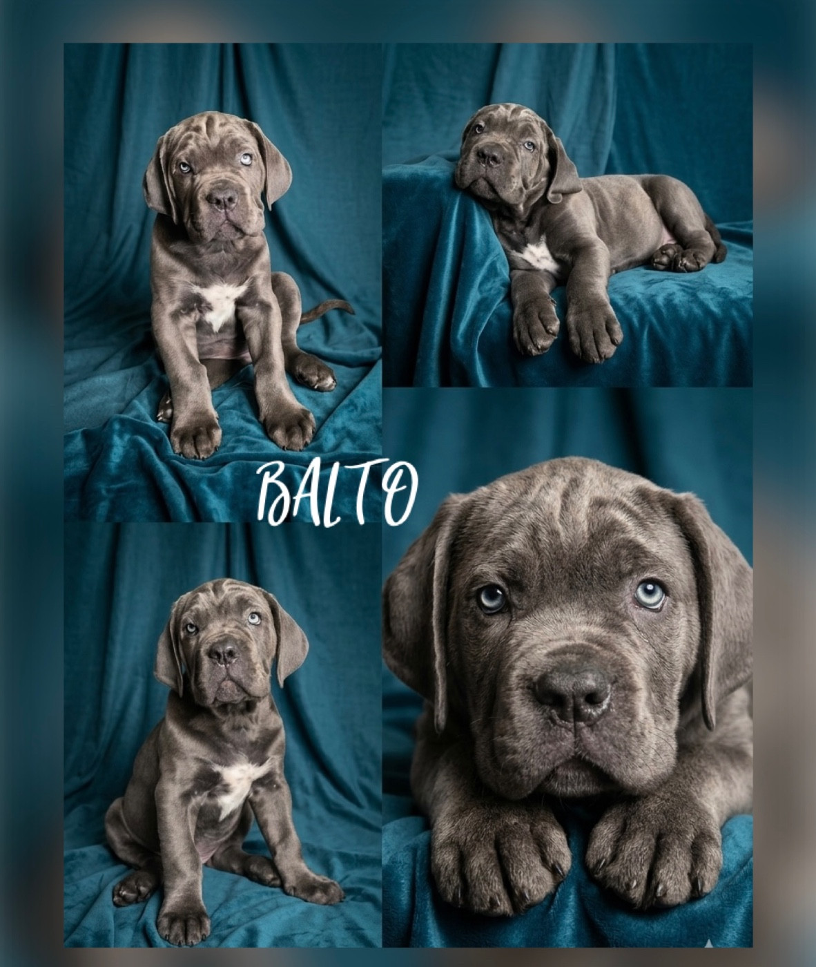 Balto