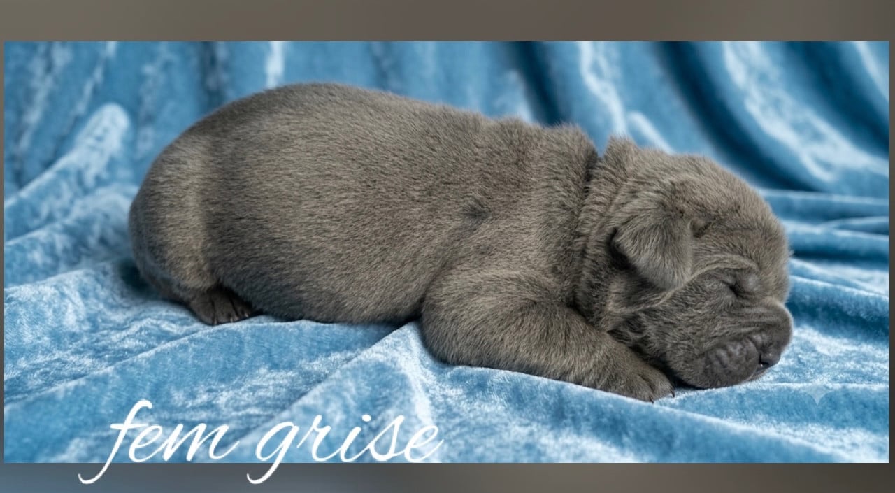 Baronne des Jardins de Vinci - Cane Corso