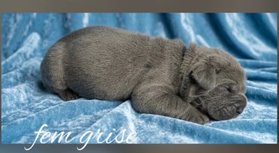 Les chiots de Cane Corso