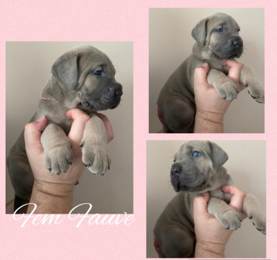 Les chiots de Cane Corso