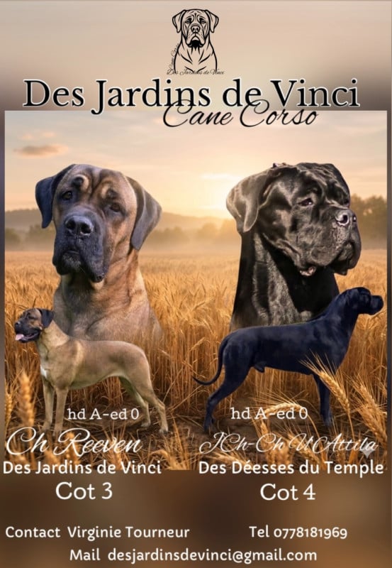 Cane Corso - Des Jardins De Vinci
