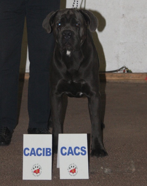 Erius (Sans Affixe) - 1er Exc CACS -CACIB- Meilleur de race