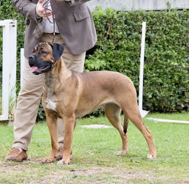 CH. Reeven Des Jardins De Vinci - 1 er Exc cl jeune femelle et meilleur jeune