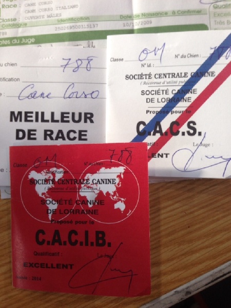 Erius (Sans Affixe) - 1 er Exc CACS/CACIB/BOB.