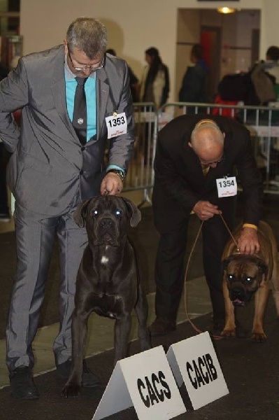 Erius (Sans Affixe) - 1er Exc CACS/CACIB