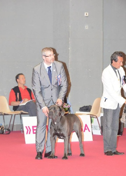 Erius (Sans Affixe) - 1er Exc com CACS/CACIB/BOB et 3 eme du gr 2.