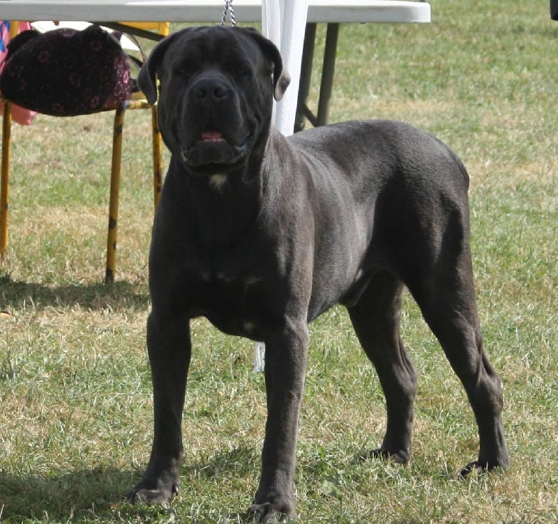 Erius (Sans Affixe) - 1er Exc RCACS