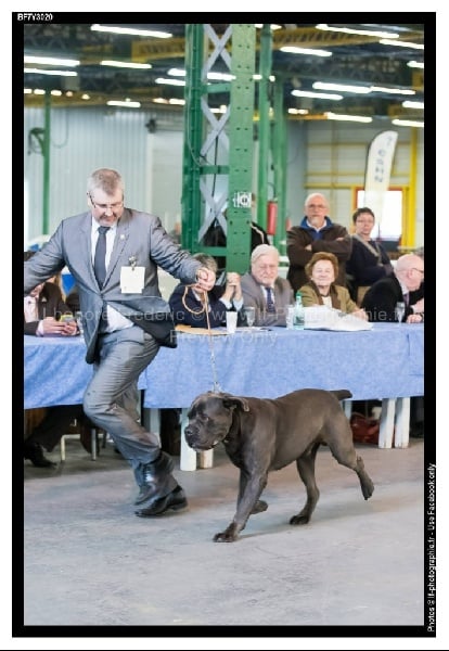 Erius (Sans Affixe) - 1 er Exc CACS / BOB