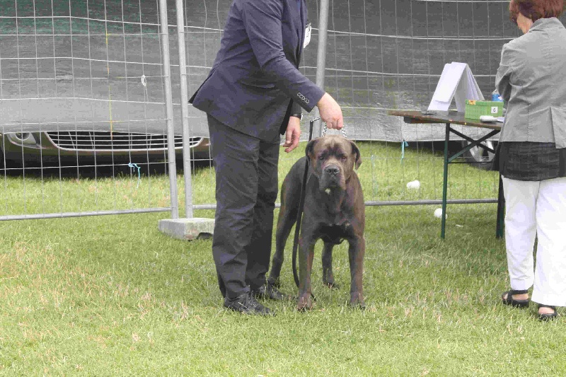 Erius (Sans Affixe) - 1er Excellent CACS Meilleur de Race