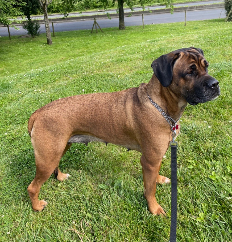 CH. Reeven Des Jardins De Vinci - 1 iere Exc / meilleure femelle