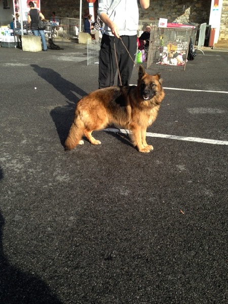 Fara De la Surgère - 1ère excellent, CACS, Meilleur de race