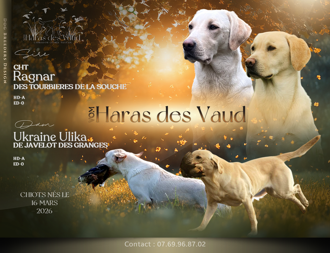 Labrador Retriever - Vom Haras Des Vaud