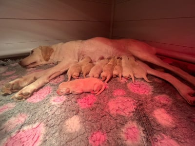 CHIOT 8 - Labrador Retriever