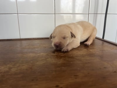 Les chiots de Labrador Retriever