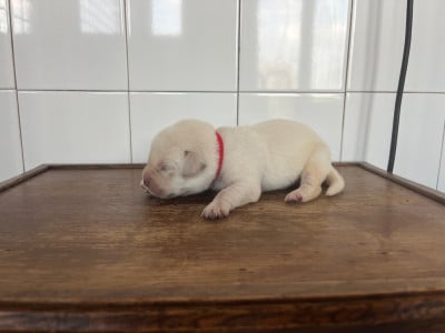Les chiots de Labrador Retriever