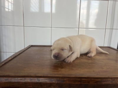 Les chiots de Labrador Retriever