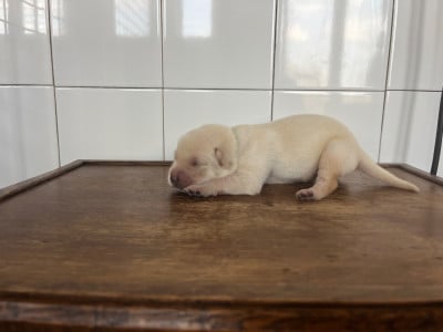Les chiots de Labrador Retriever