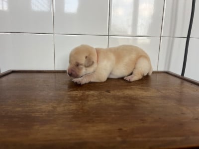 Les chiots de Labrador Retriever
