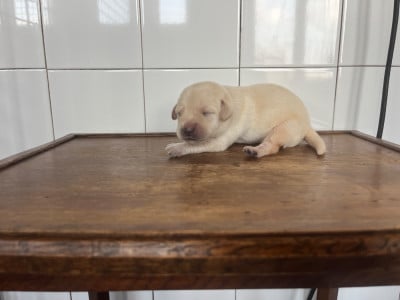 Les chiots de Labrador Retriever