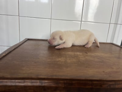 Les chiots de Labrador Retriever
