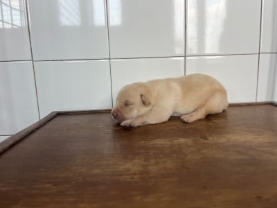 Les chiots de Labrador Retriever