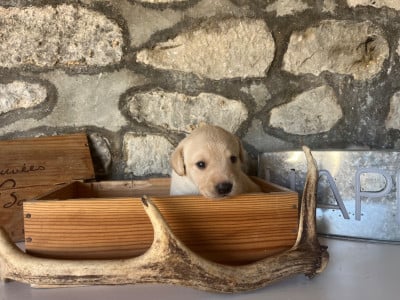 Les chiots de Labrador Retriever