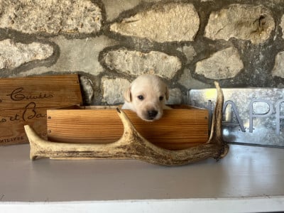 Les chiots de Labrador Retriever