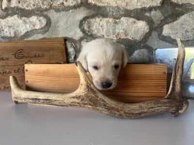 Les chiots de Labrador Retriever