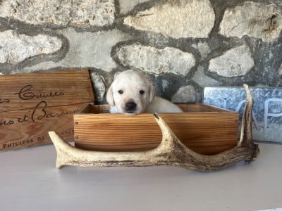 Les chiots de Labrador Retriever