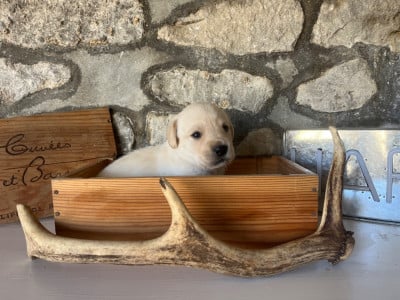 Les chiots de Labrador Retriever