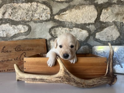 Les chiots de Labrador Retriever