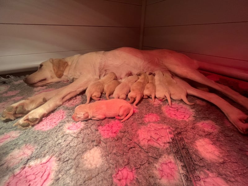 Labrador Retriever - Vom Haras Des Vaud