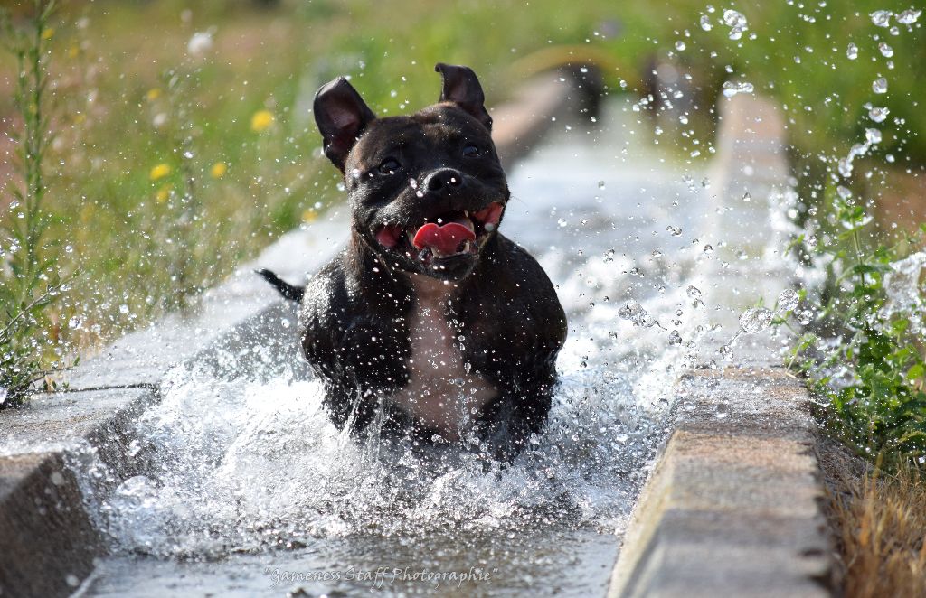 Publication : Gameness Staff