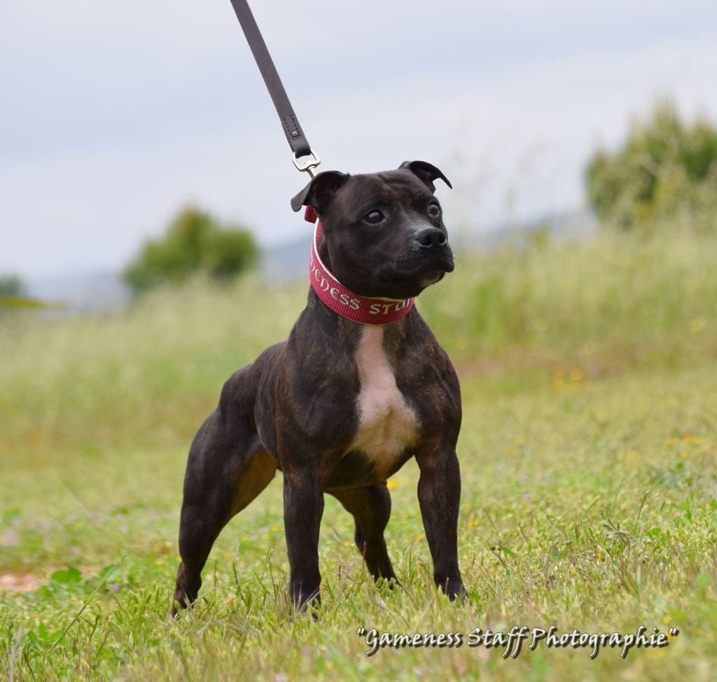 Publication : Gameness Staff