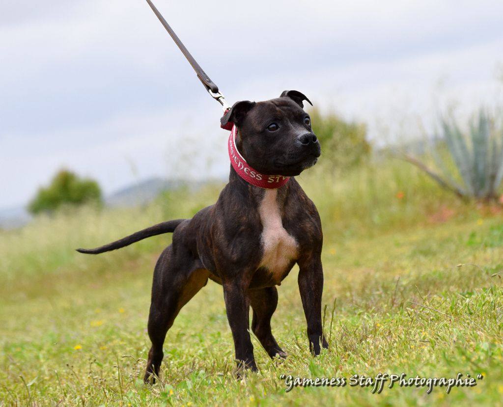 Publication : Gameness Staff