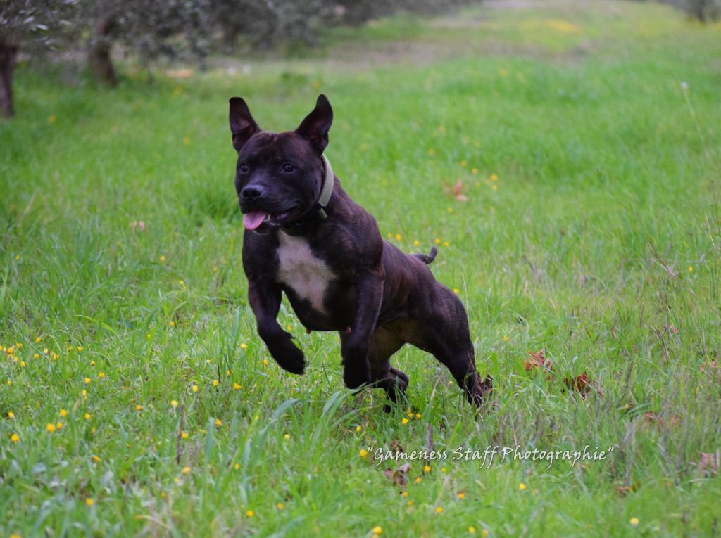 Publication : Gameness Staff