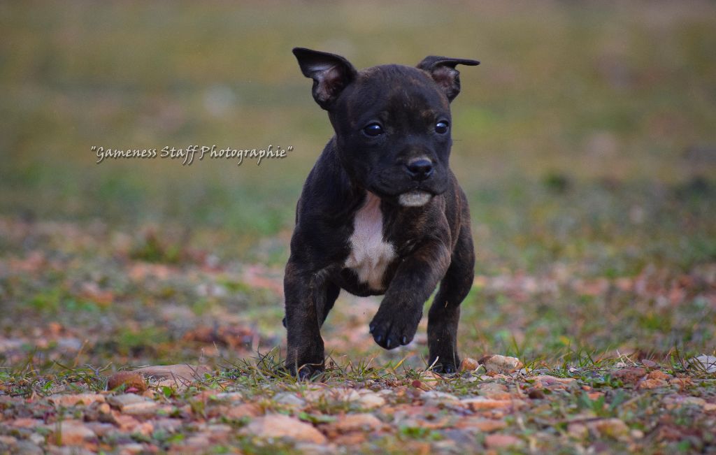 Publication : Gameness Staff